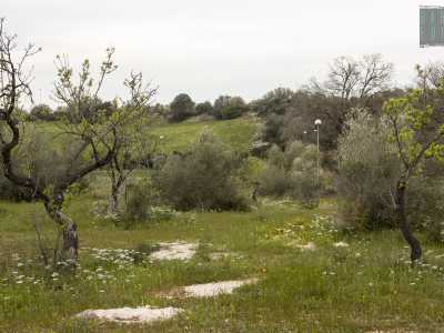 Ci basta attraversare un altro portoncino per ritrovarci in un grande mare d�erba verde: lo percorriamo con non poche difficolt�, incontrando fiorellini bianchi, gialli e arancioni spuntati da poco, alberi non curati e arbusti inselvatichiti